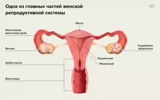 Болезненные месячные – почему нельзя оставлять их без внимания