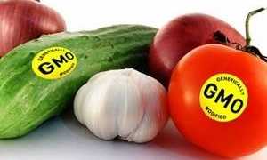 Генномодифицированные продукты – в чем вред