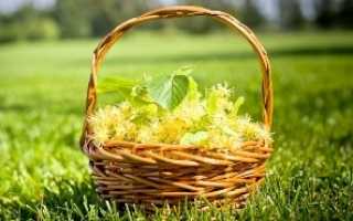 Липовый цвет – польза для здоровья