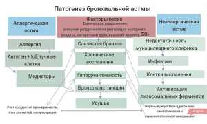 Виды бронхиальной астмы – причины, симптомы и лечение