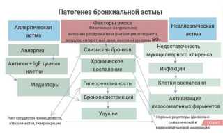 Виды бронхиальной астмы – причины, симптомы и лечение