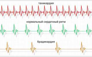 Пульс – отчего зависит сердечный ритм