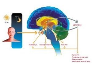 chto-takoe-melatonin
