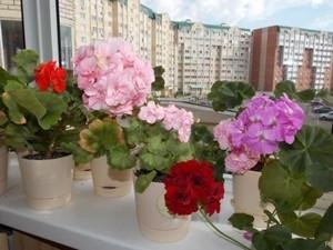 герань